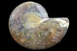 Agatized Ammonite Fossil (Half) #78404-1